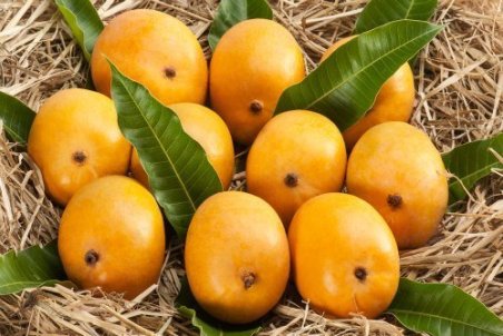 alphonso-mango-india